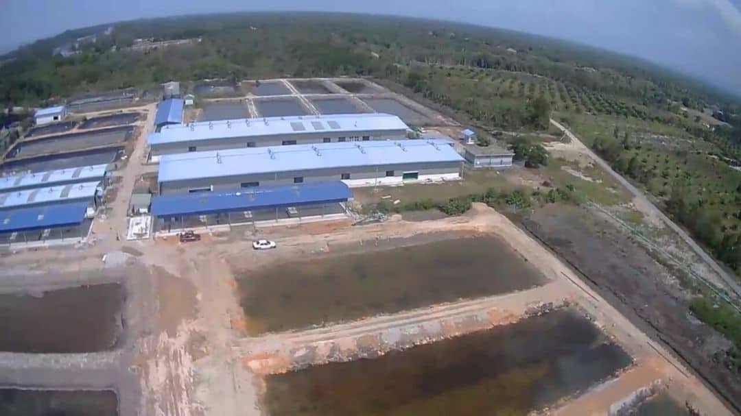Hatchery Limau Nipis