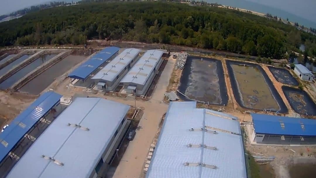 Hatchery Limau Nipis