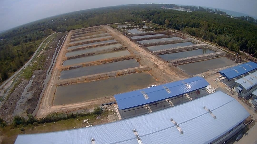Hatchery Limau Nipis