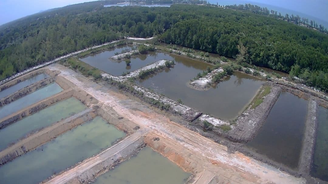 Hatchery Limau Nipis
