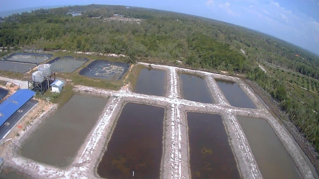 Hatchery Limau Nipis