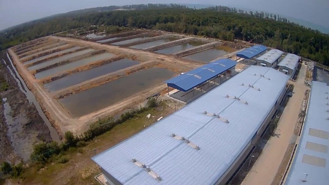 Hatchery Limau Nipis