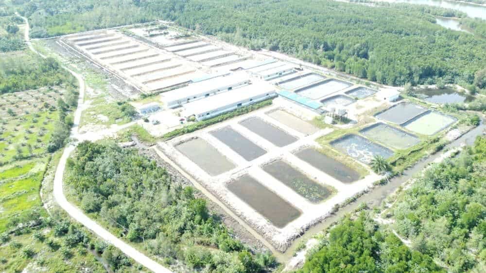 Hatchery Limau Nipis